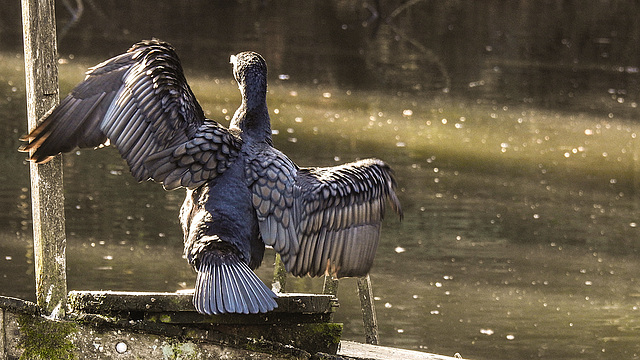 20190216 4447CPw [D~BI] Kormoran, Tierpark Olderdissen, Bielefeld