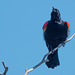 Pictures for Pam, Day 175: Red-Winged Blackbird on Upper Klamath Lake Canoe Trail