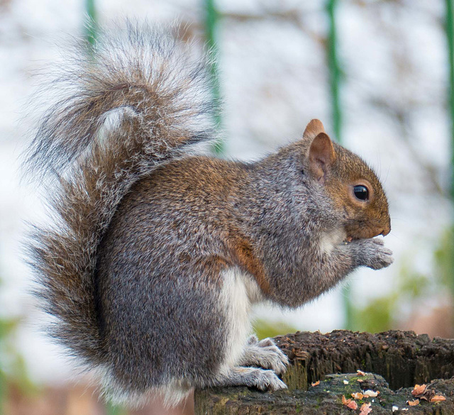 Squirrel profile (1)