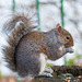Squirrel profile (1)