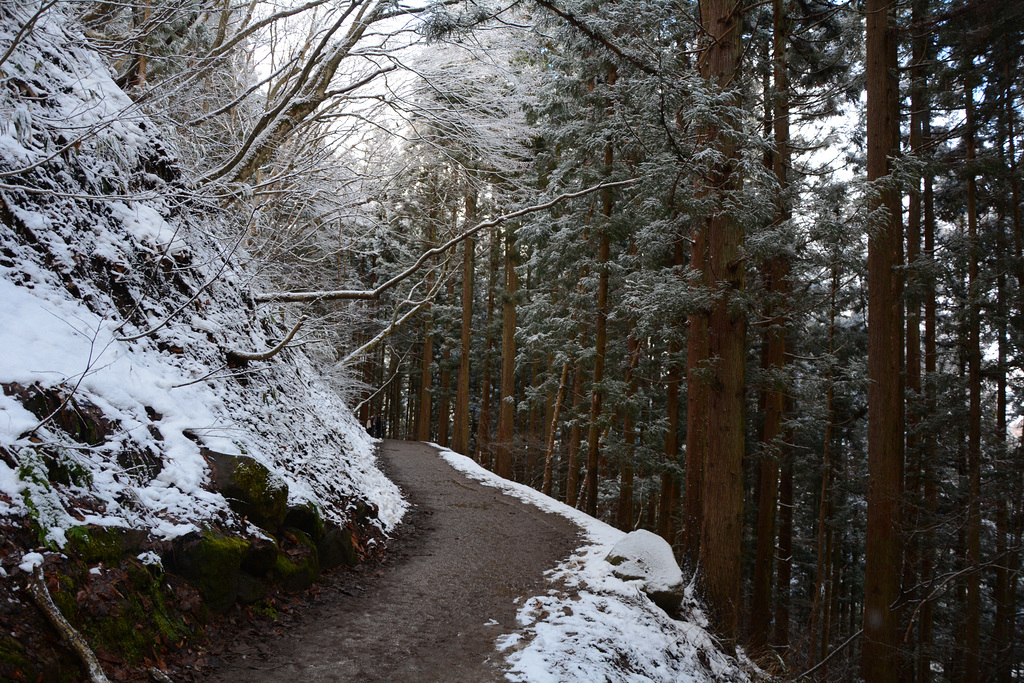 Japan, The Trail along the Gorge of Jigokudani