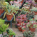 Succulents and cacti