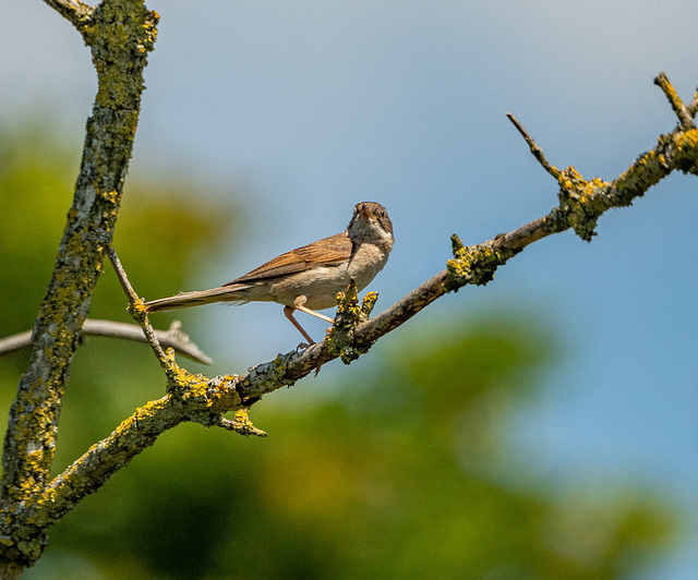 Whitethroat