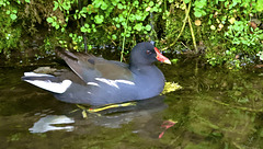 Poule d'eau