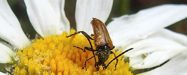 20230613 0903CPw [D~LIP] Rothalsbock (Leptura rubra) [m], Bad Salzuflen