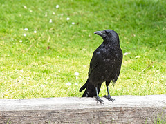 Crow in the Sunshine