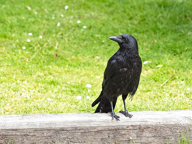 Crow in the Sunshine Crow in the Sunshine