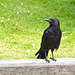 Crow in the Sunshine