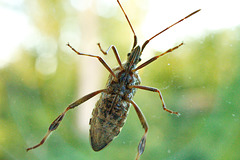 Käfer am Fenster