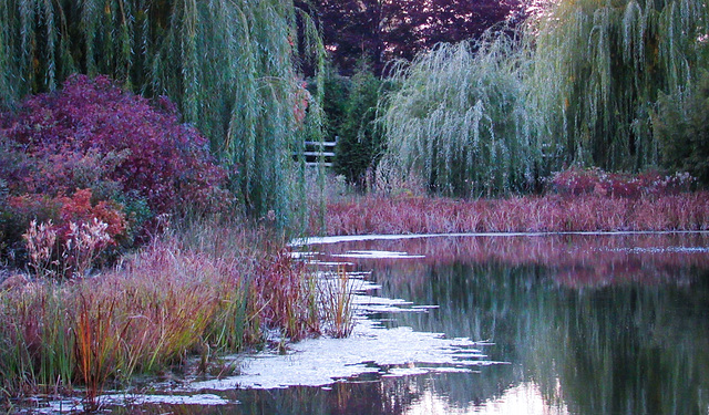 Purple Hues of Autumn