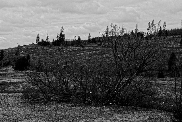 20250413+18+19_Benneckenstein Umfeld Moserteich,Carlshausturm