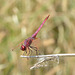 Violet Dropwing m (Trithemis annulata) 10