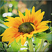 Surprise Sunflower