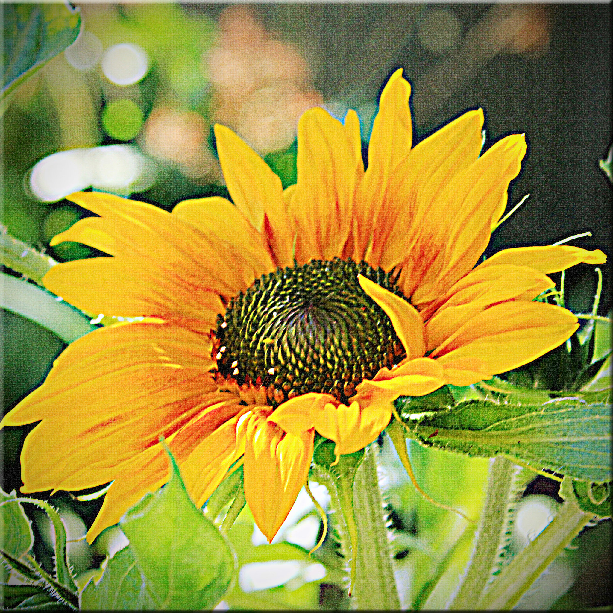 Surprise Sunflower