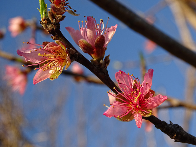 Peach blossom