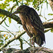 Yellow-crowned Night-heron immature, on way to airport