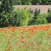 Gentils coquelicots