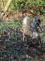 A cockerel strutting itself
