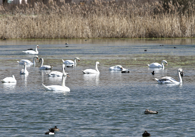 Schwäne auf dem Weiher