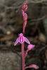 Hexalectris grandiflora (Giant Crested Coralroot orchid)