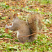 Squirrel in the Park 02