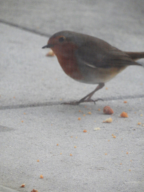 Nos petits amis comptage des oiseaux des jardins voir lien ci-après merci à tous les amis bretons