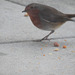 Nos petits amis comptage des oiseaux des jardins voir lien ci-après merci à tous les amis bretons