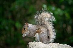 Squirrel profile (2)