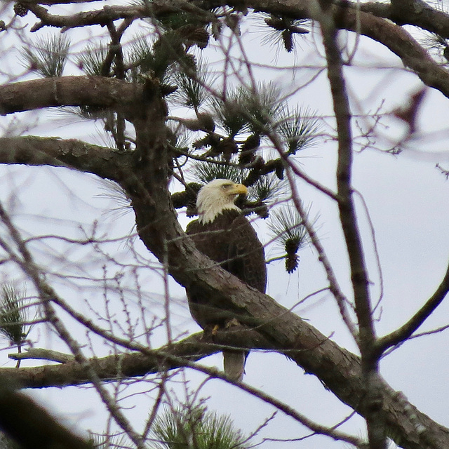 Bald eagle