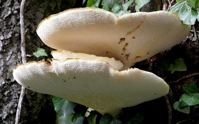 Polypore