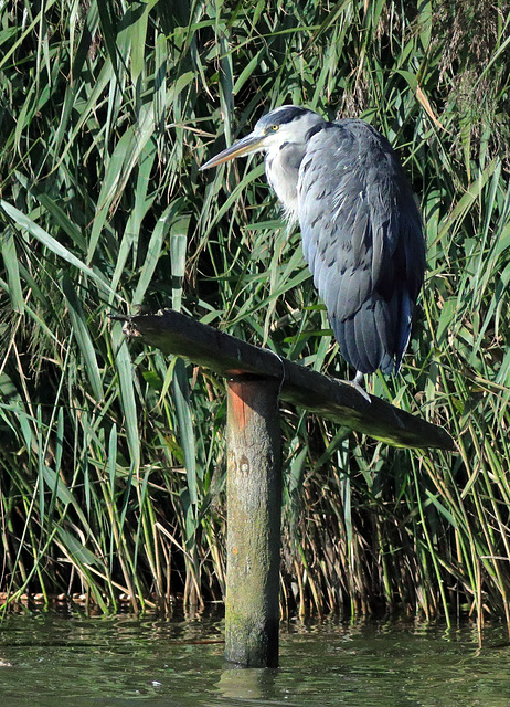 EOS 90D Peter Harriman 10 18 36 44036 heron dpp