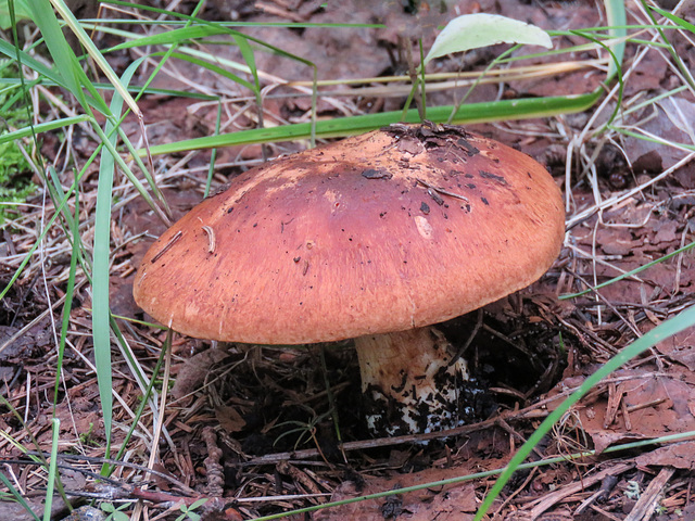 Fungus