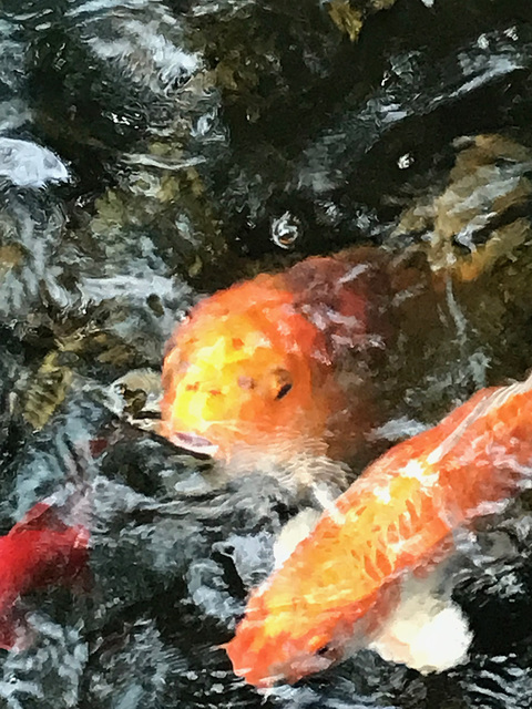 Koi