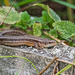 Common lizard