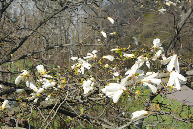 Україна, Київ, Квітуча Гілка Магнолії в Ботанічному Саду / Ukraine, Kyiv, Blooming Branch of Magnolia in the Botanical Garden