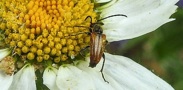20230613 0904CPw [D~LIP] Rothalsbock (Leptura rubra) [m], Bad Salzuflen