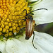 20230613 0904CPw [D~LIP] Rothalsbock (Leptura rubra) [m], Bad Salzuflen