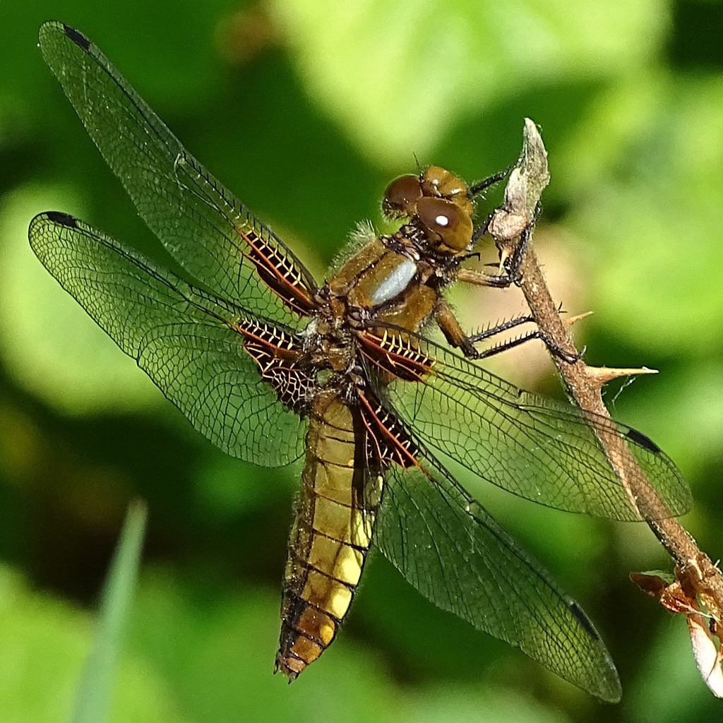 Plattbauch (Libelle)