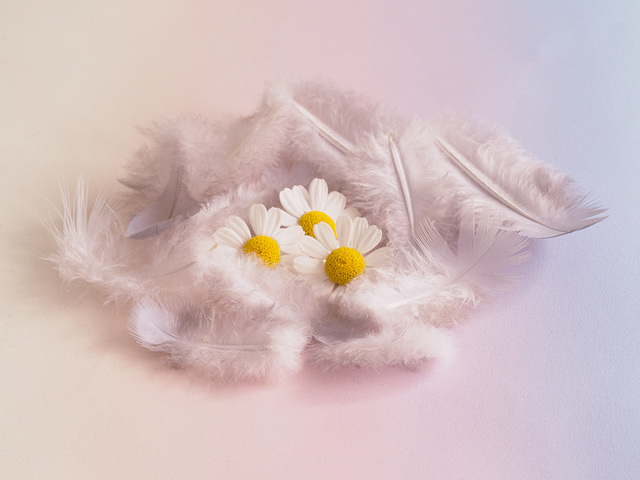 Feathers and Feverfew Feathers and Feverfew