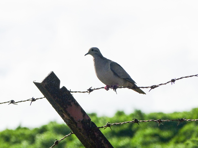 Eared Dove, on way to Tobago airport