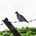 Eared Dove, on way to Tobago airport