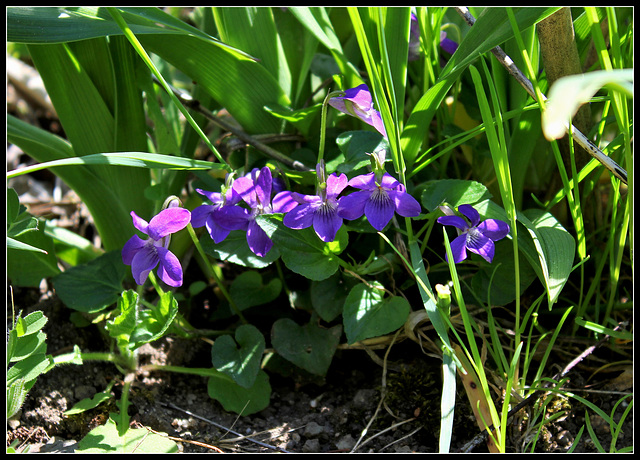 Viola odorata (1)