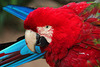 Red & Green Macaw