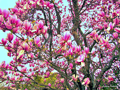 Magnolia in Bloom.