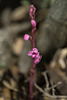 Hexalectris grandiflora (Giant Crested Coralroot orchid)