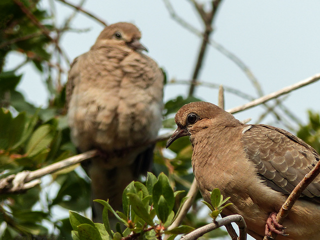 Mourning Doves