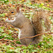 Squirrel in the Park 03