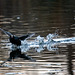 A coot in a hurry