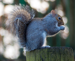 Squirrel profile