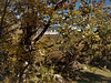 San Lorenzo de El Escorial in late autumn light and through the oak trees.